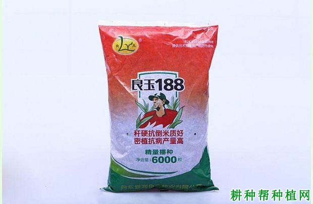 良玉188玉米品种好不好？