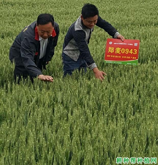 郑麦0943小麦品种好不好？