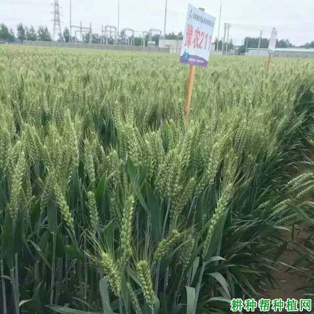 豫农211小麦品种好不好？