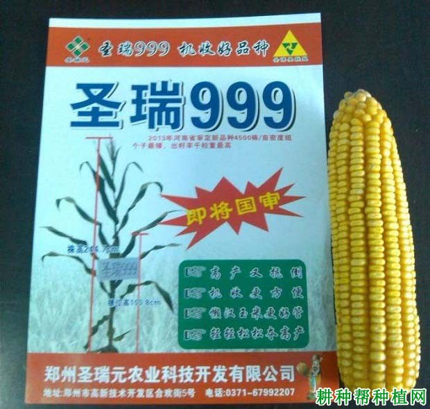 圣瑞999玉米品种好不好？