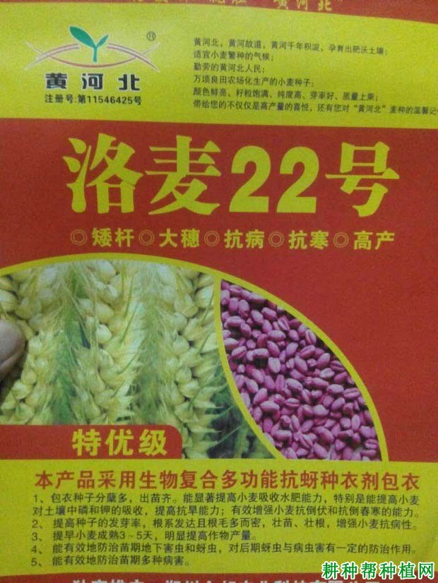 洛麦22小麦品种好不好？