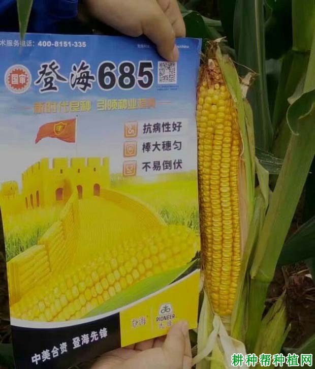 登海685玉米品种好不好？