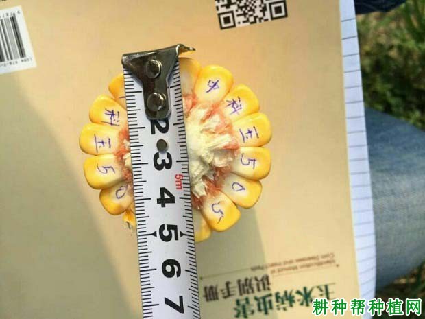 中科玉505玉米品种好不好？