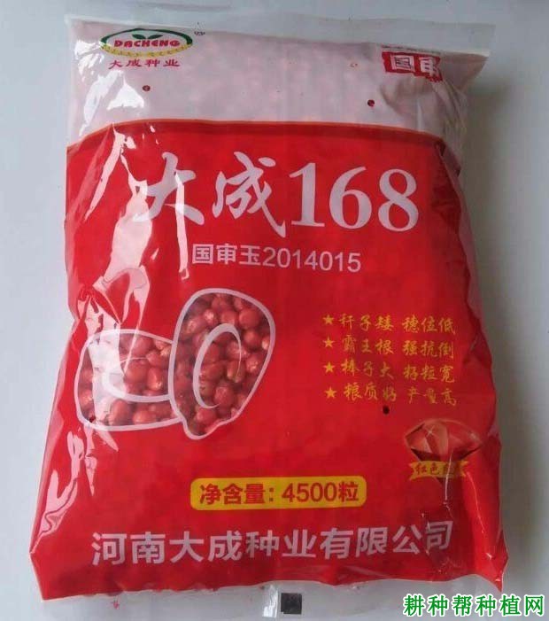 大成168玉米品种好不好？