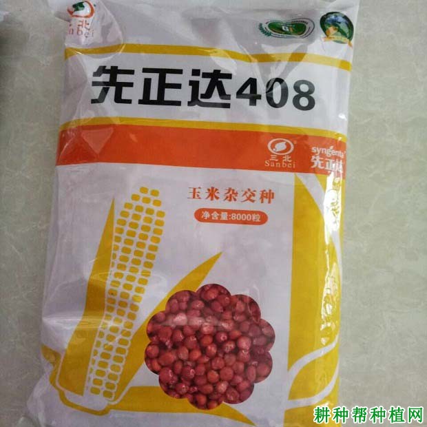 先正达408玉米品种好不好？