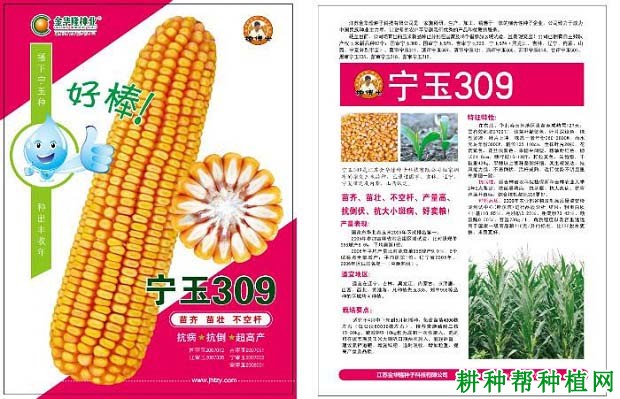 宁玉309玉米品种好不好？