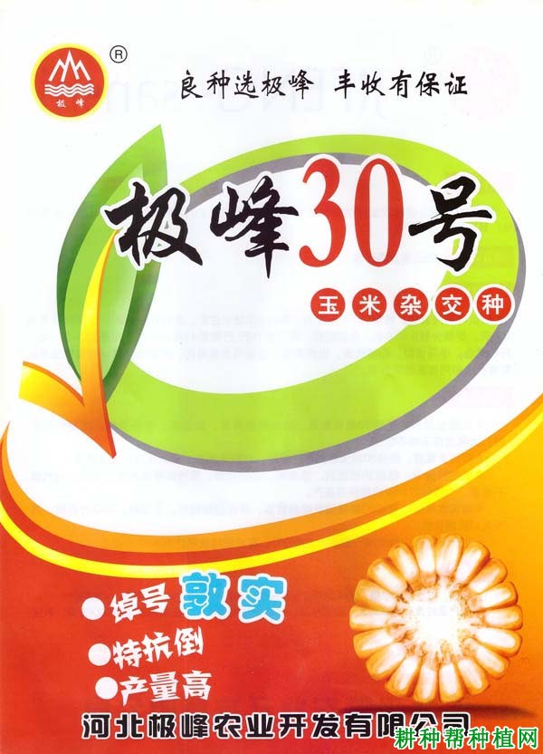 极峰30玉米品种好不好？