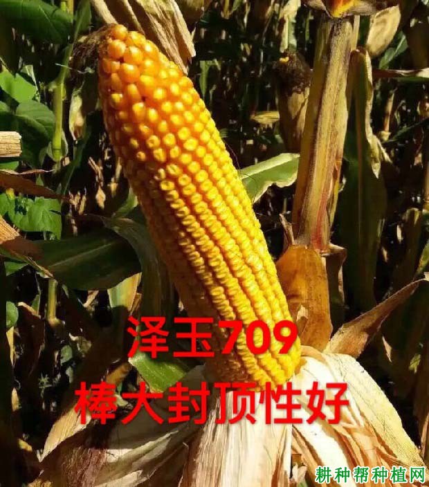 泽玉709玉米品种好不好？