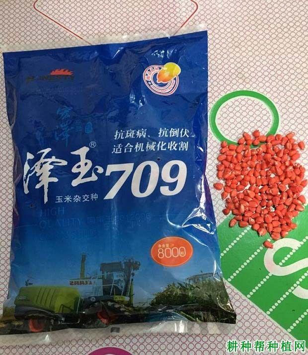 泽玉709玉米品种好不好？