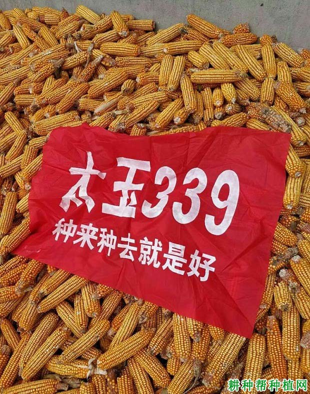 太玉339玉米品种好不好？