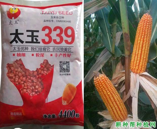 太玉339玉米品种好不好？