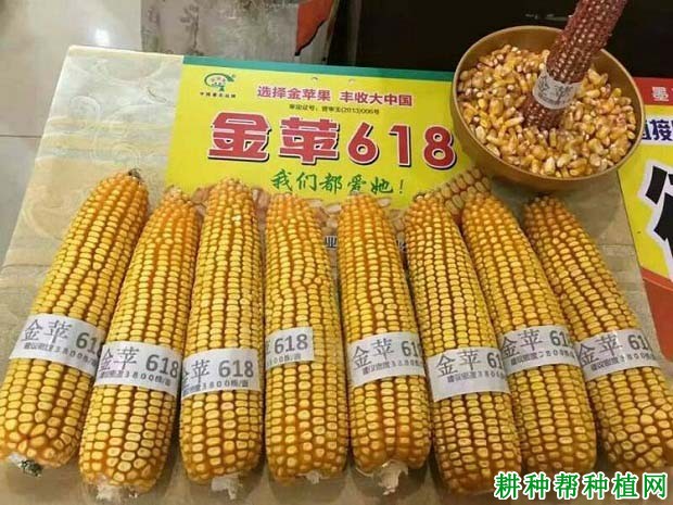 金苹618玉米品种好不好？