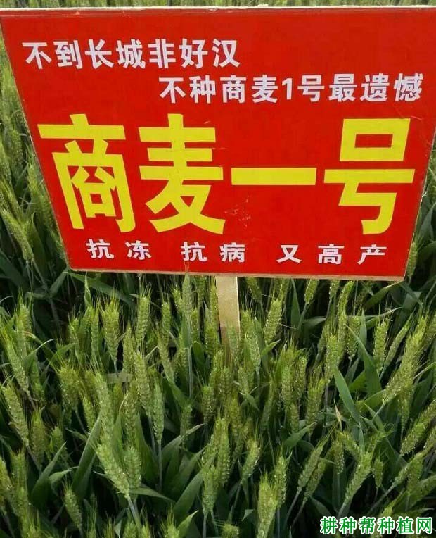 商麦1号小麦品种好不好？