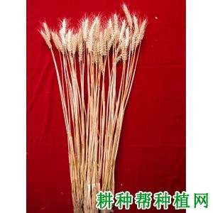 花培8号小麦品种好不好？