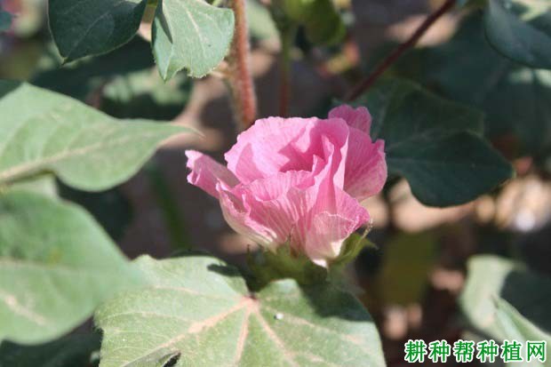 棉花怎么施肥，施什么肥料好？