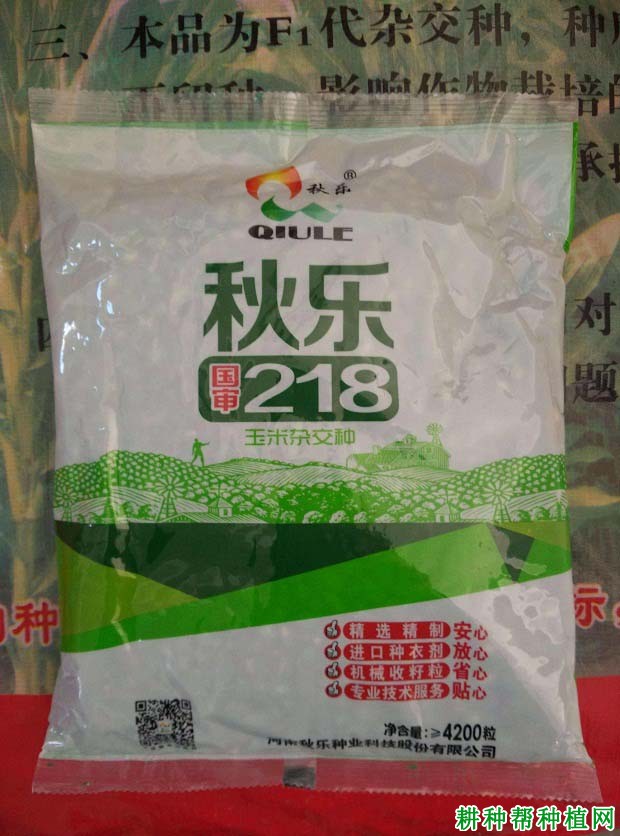 秋乐218玉米品种好不好？