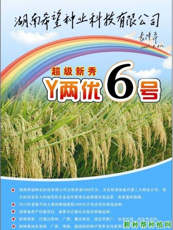 Y两优6号水稻品种好不好？