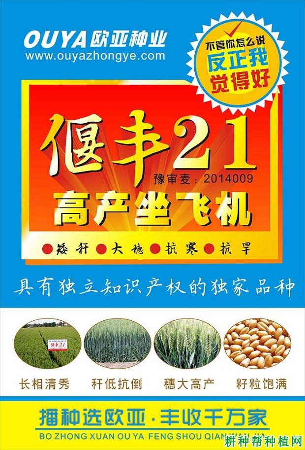 偃丰21小麦品种好不好？