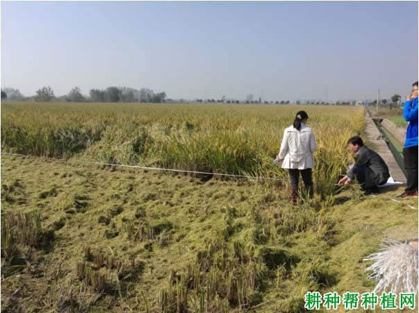 甬优2640水稻品种好不好？