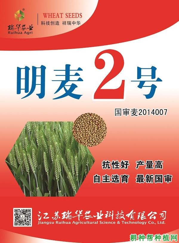 明麦2号小麦品种好不好？