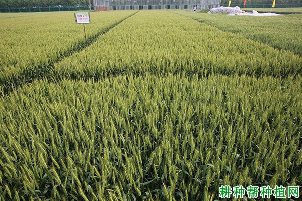 明麦2号小麦品种好不好？