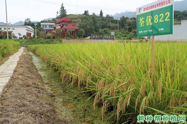 荃优822水稻品种好不好？