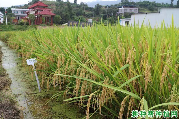 荃优822水稻品种好不好？