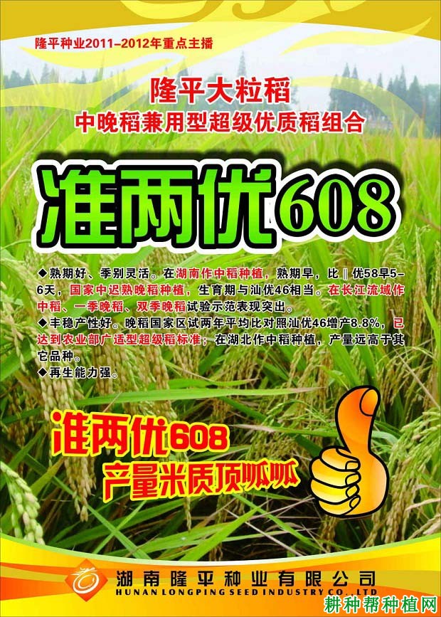 准两优608水稻品种好不好？