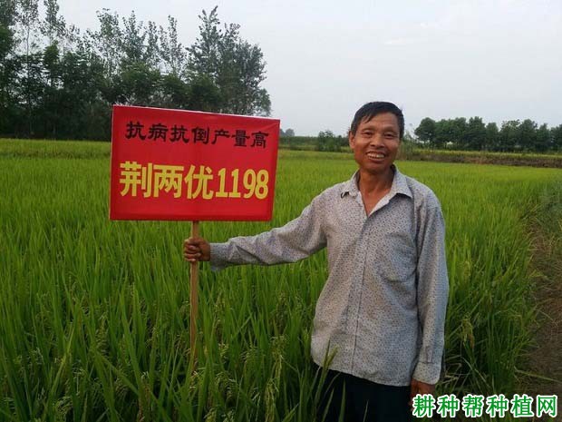 荆两优1198水稻品种好不好？