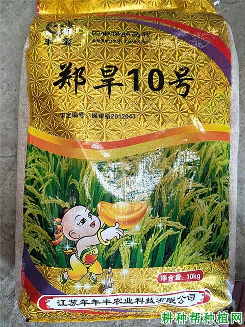 郑旱10号水稻品种好不好？