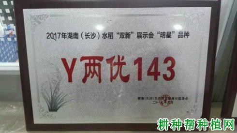 Y两优143水稻品种好不好？