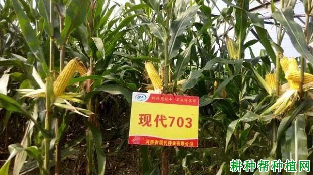 MC703玉米品种好不好？