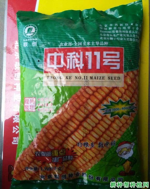 中科11号玉米品种好不好？