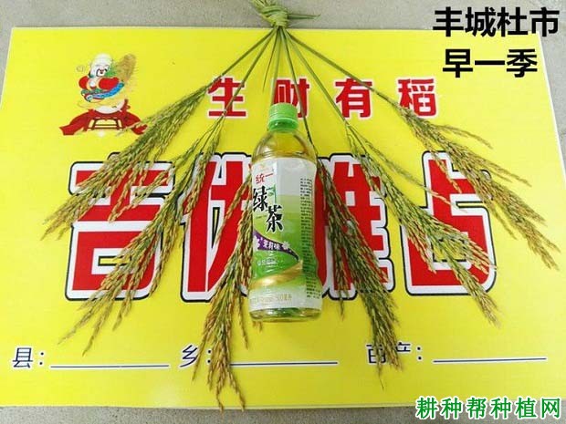 吉优雅占水稻品种好不好？