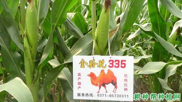 金骆驼335玉米品种好不好？