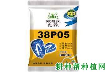 38P05玉米品种好不好？