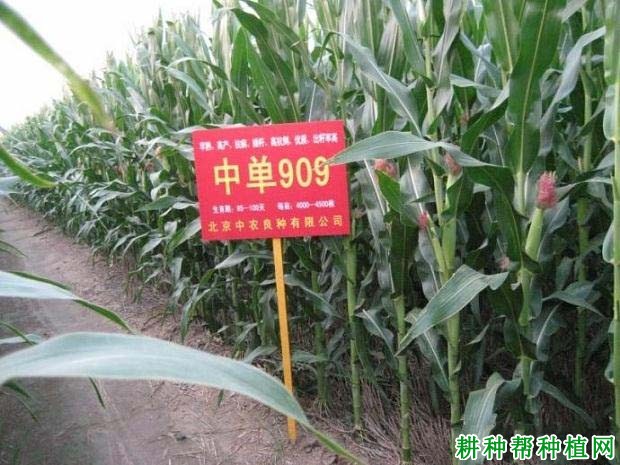 中单909玉米品种好不好？