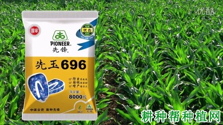 先玉696玉米品种好不好？