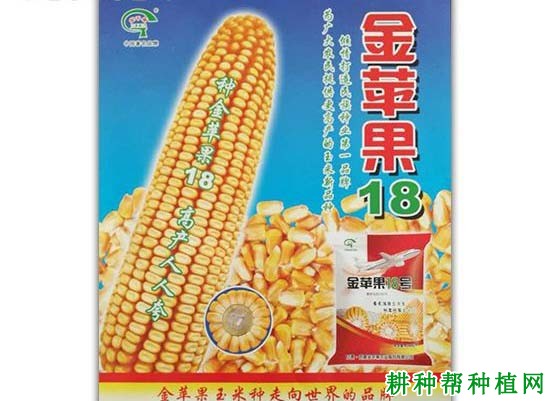 金苹果18玉米品种好不好？