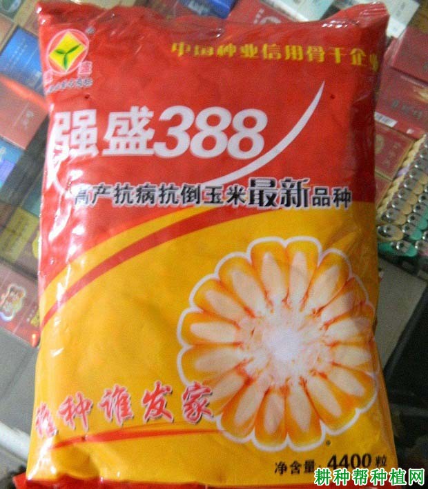 强盛388玉米品种好不好？