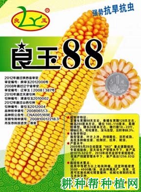 良玉88号玉米品种好不好？