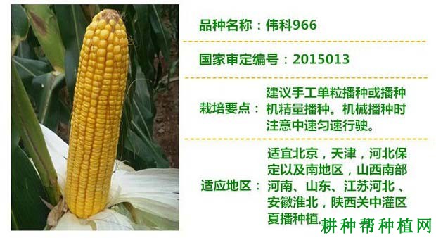 伟科966玉米品种好不好？