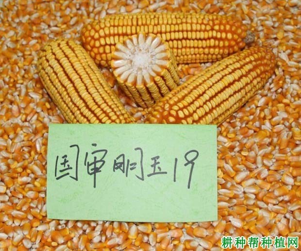 明玉19玉米品种好不好？