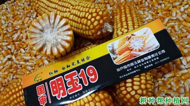 明玉19玉米品种好不好？