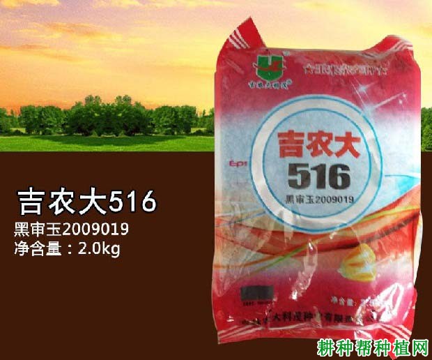 吉农大516玉米品种好不好？