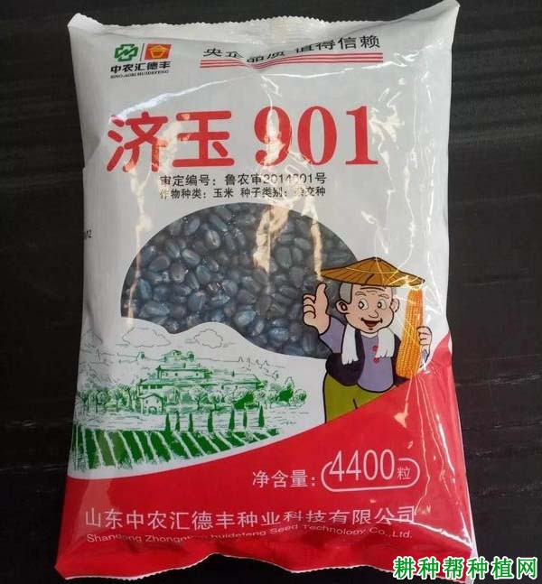 济玉901玉米品种好不好？