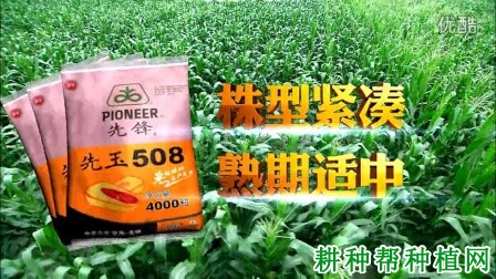 先玉508玉米品种好不好？