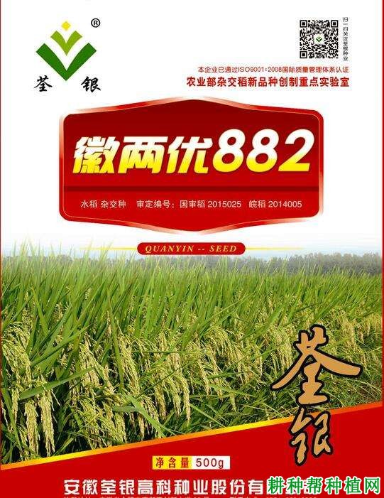 徽两优882水稻品种好不好？