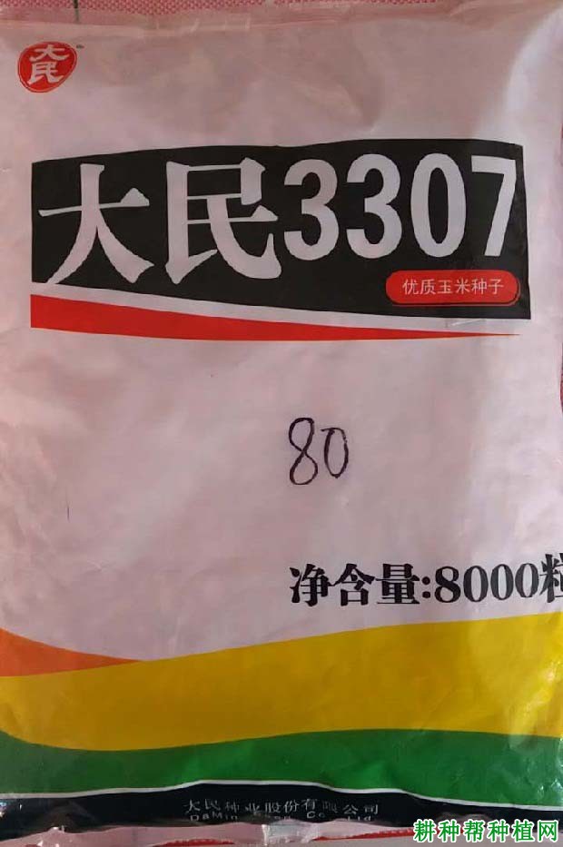 大民3307玉米品种好不好？