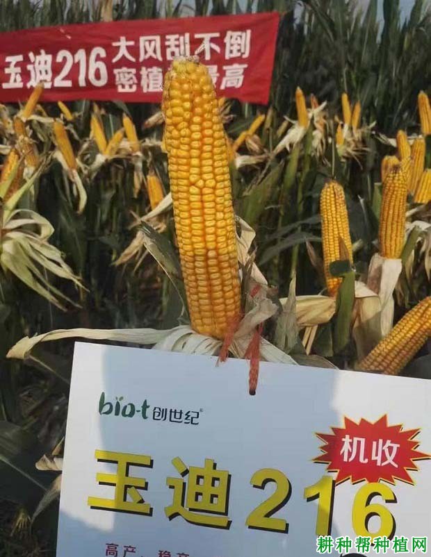 玉迪216玉米品种好不好？